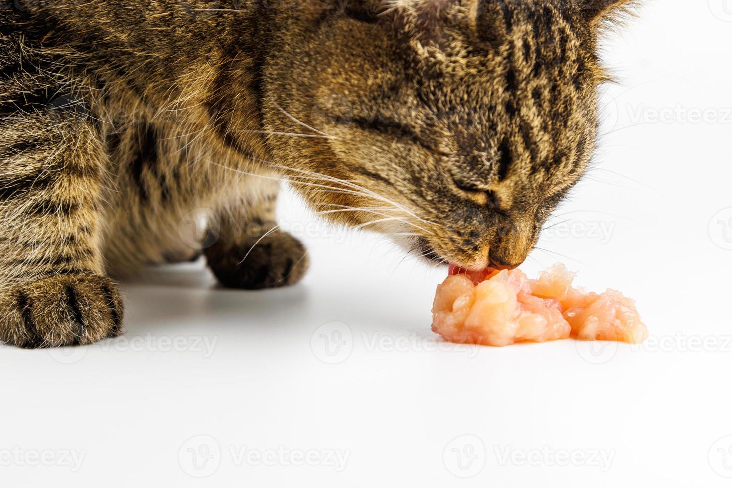 tabby katt äter rå kyckling kött på vit bakgrund foto