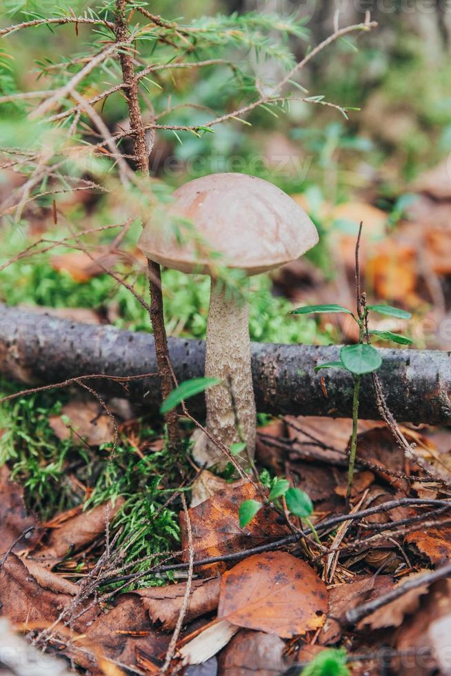 ätlig små svamp med brun keps penny bulle leccinum i mossa höst skog bakgrund. svamp i de naturlig miljö. stor svamp makro stänga upp. inspirera naturlig sommar falla landskap foto