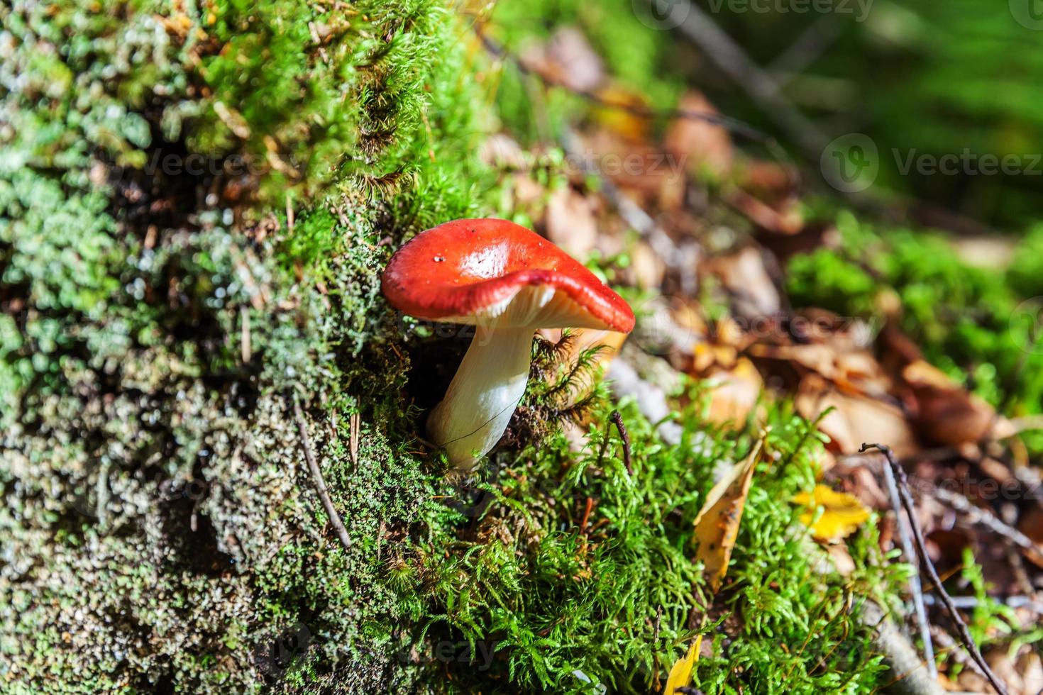 ätlig små svamp russula med röd rödbrun keps i mossa höst skog bakgrund. svamp i de naturlig miljö. stor svamp makro stänga upp. inspirera naturlig sommar eller falla landskap. foto