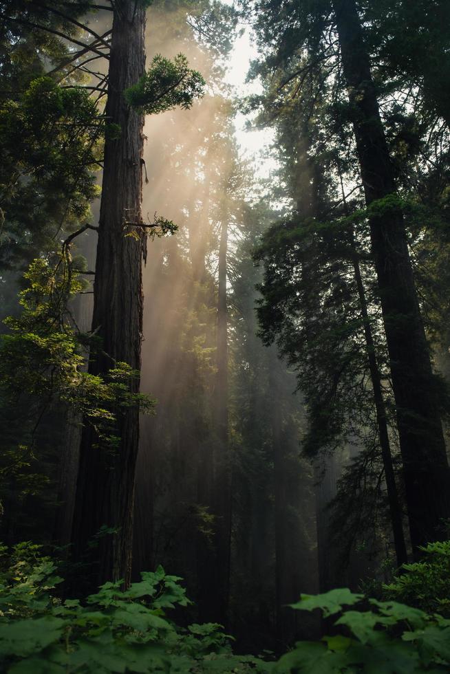 redwood träd på dagen foto