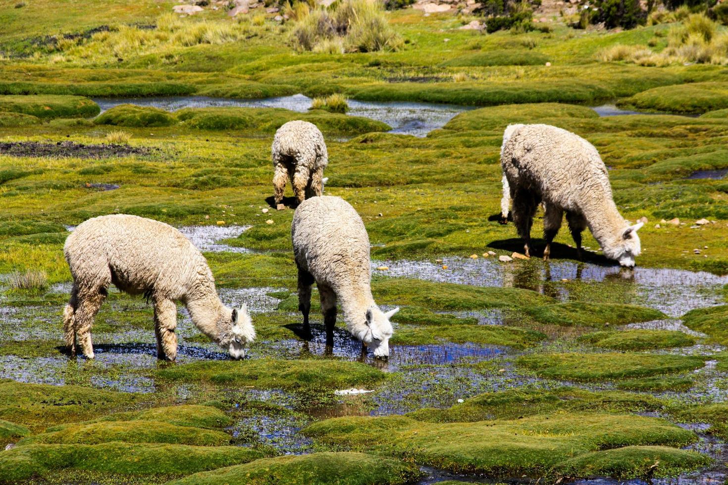 flock alpacas betar foto