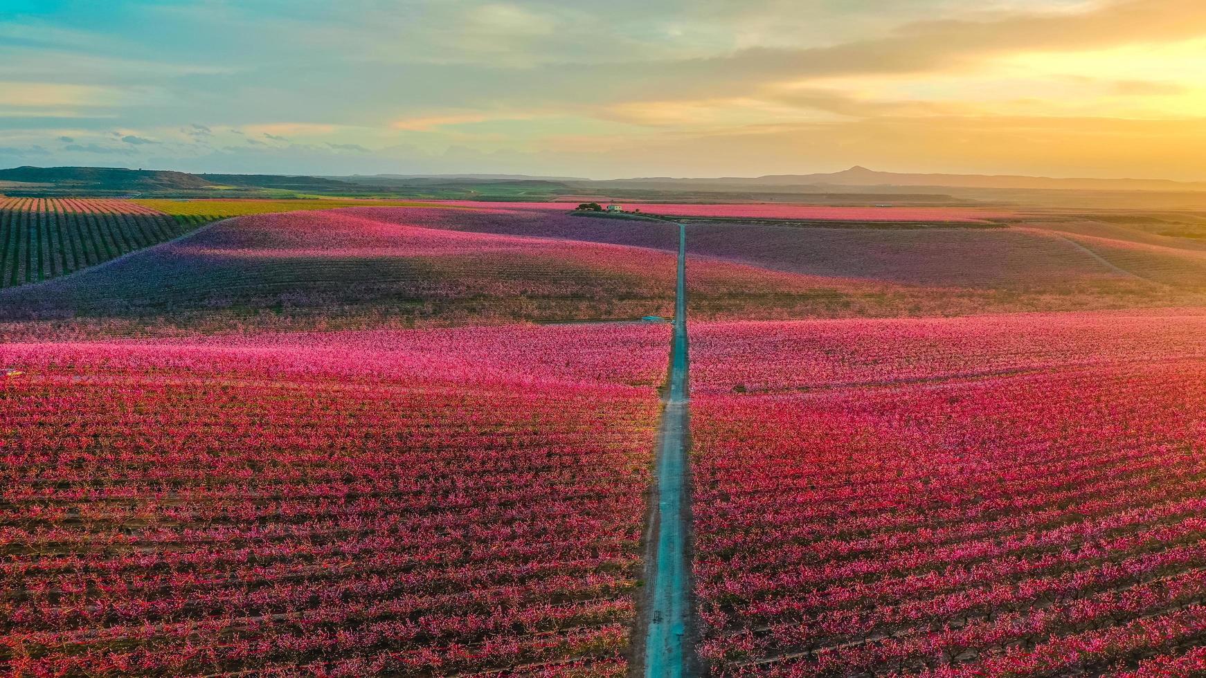 rött blommafält vid solnedgången foto