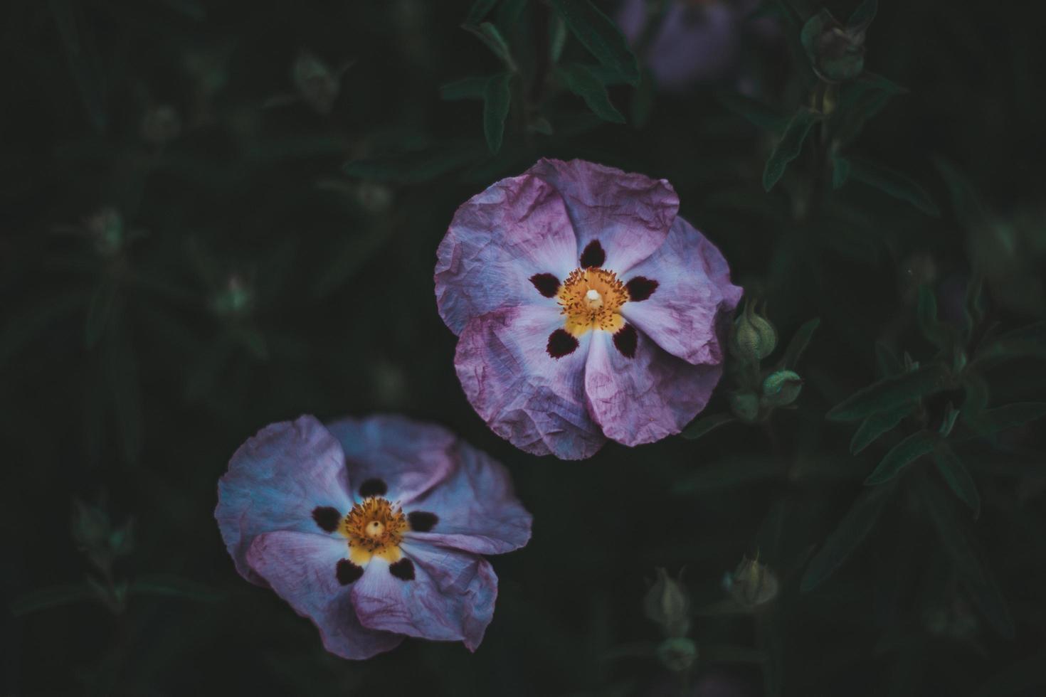 två lila blommor foto