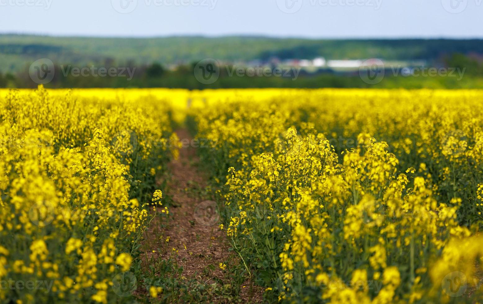 blomning raps fält med traktor mätare, närbild med selektiv fokus foto