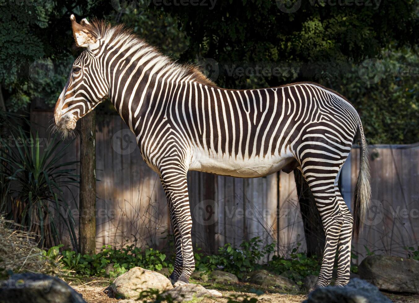 zebra i de Zoo bakgrund foto