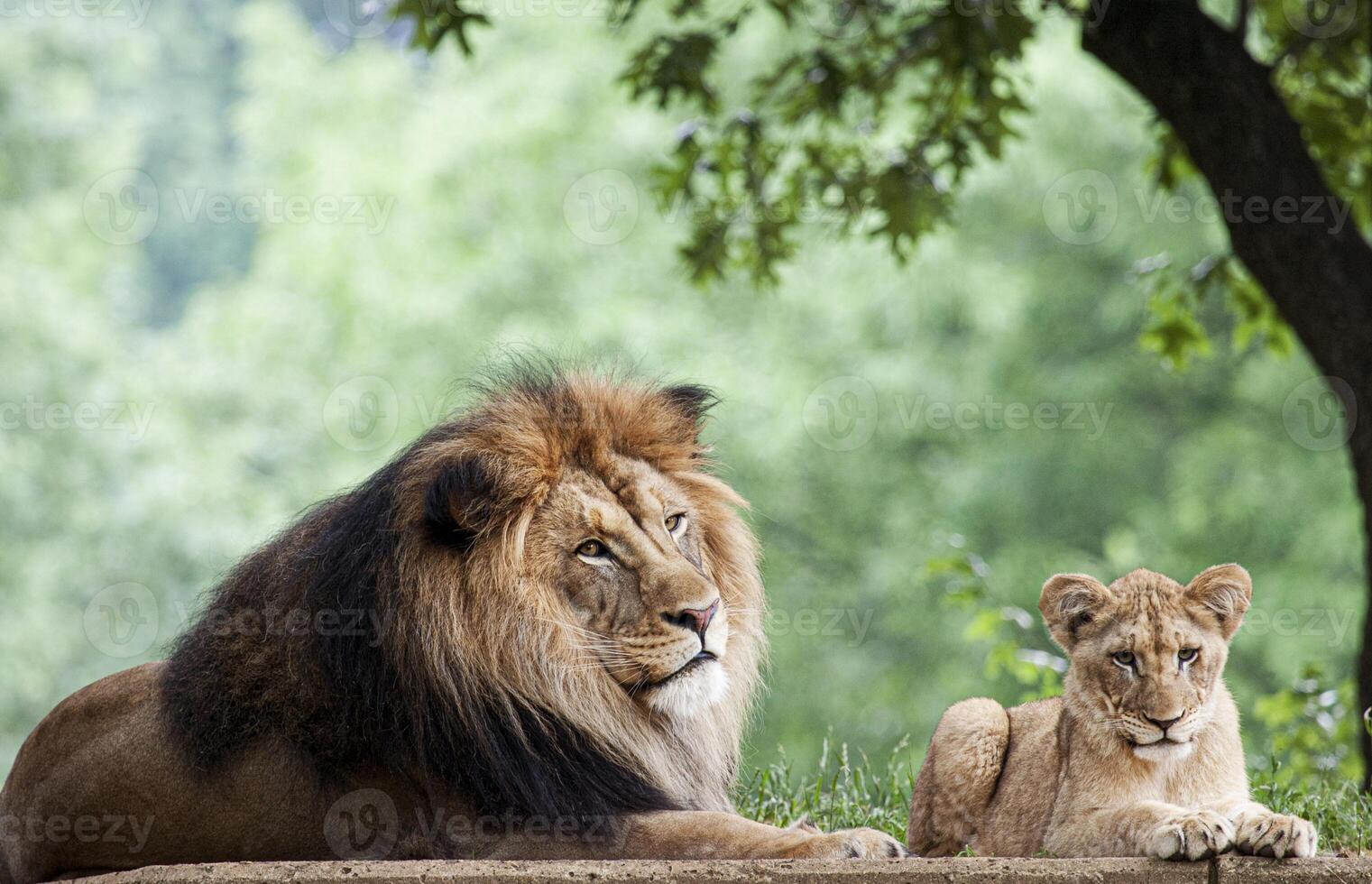 de lejon i Zoo bakgrund foto