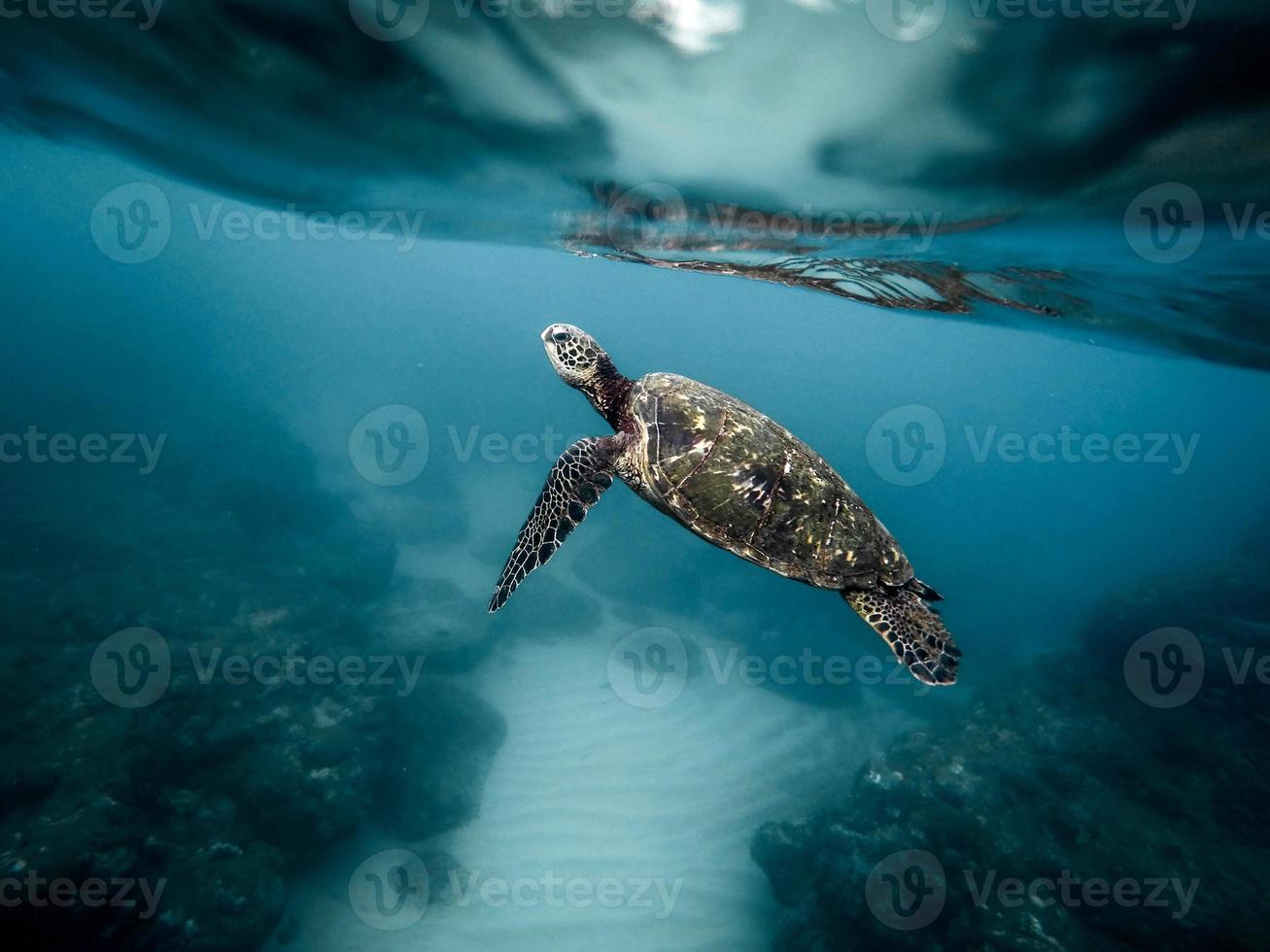 havssköldpadda simmar i havet foto