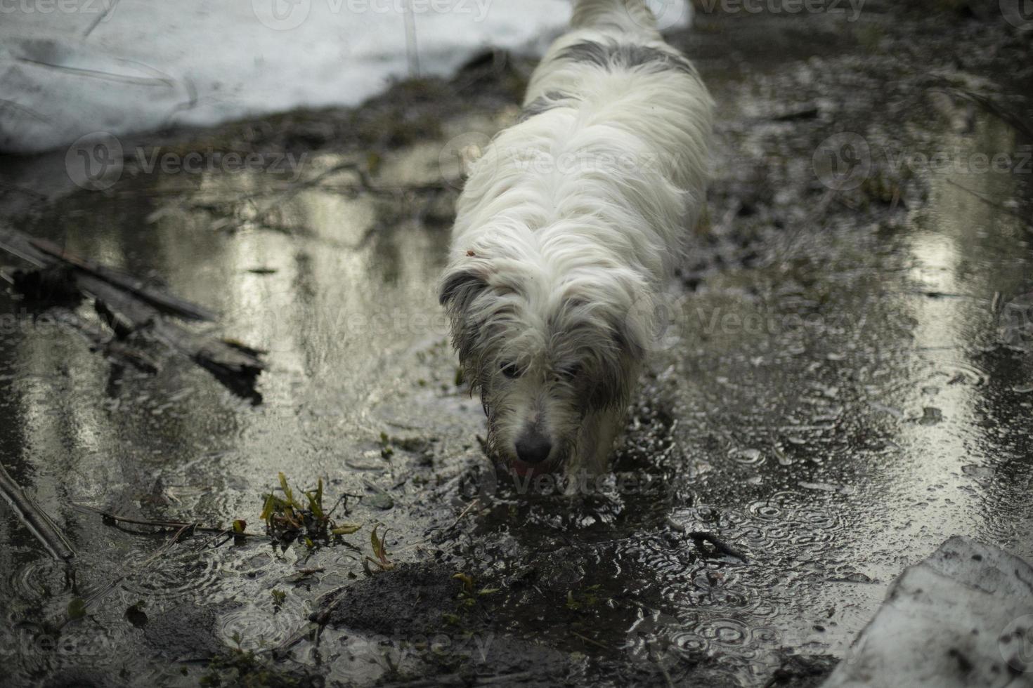 hund promenader genom vår skog. hund med vit hår. foto