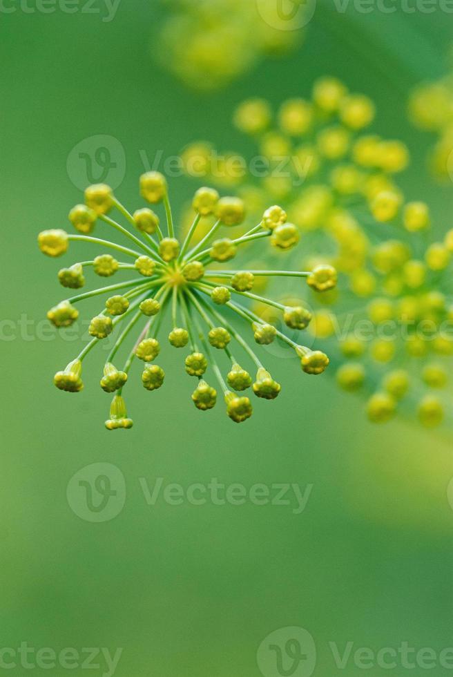 blomning dill växt, grön suddigt bakgrund, kopia Plats foto