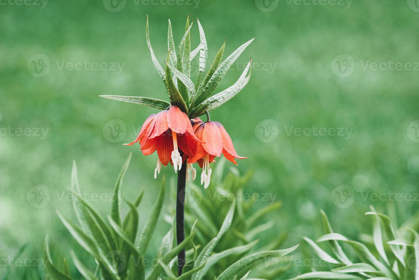 fritillaria imperialis eller kaisers krona växt blomning i vår, kopia Plats foto