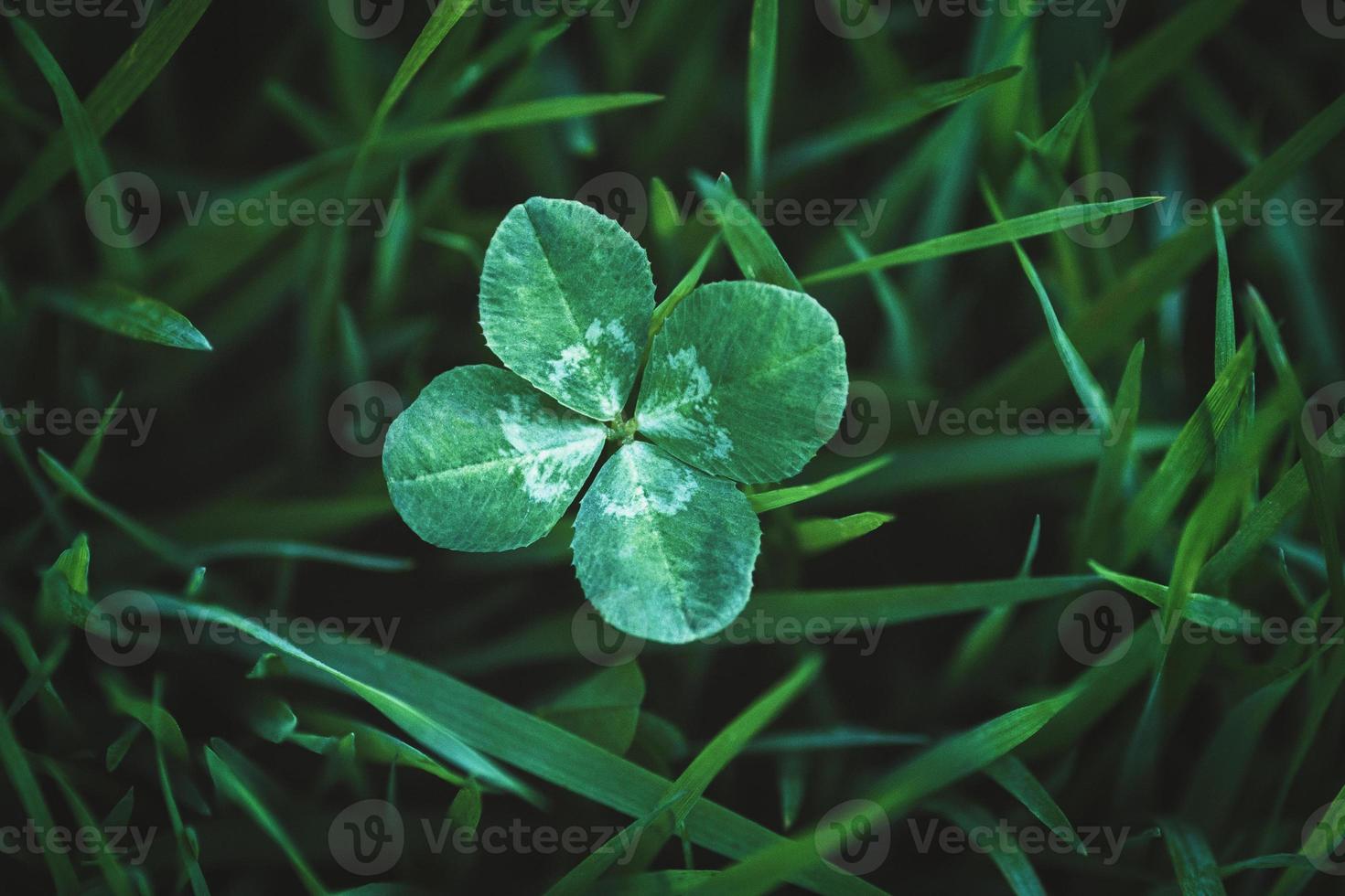 fyra blad klöver växande i grön gräs, tur- charm och Bra tur begrepp, kopia Plats foto