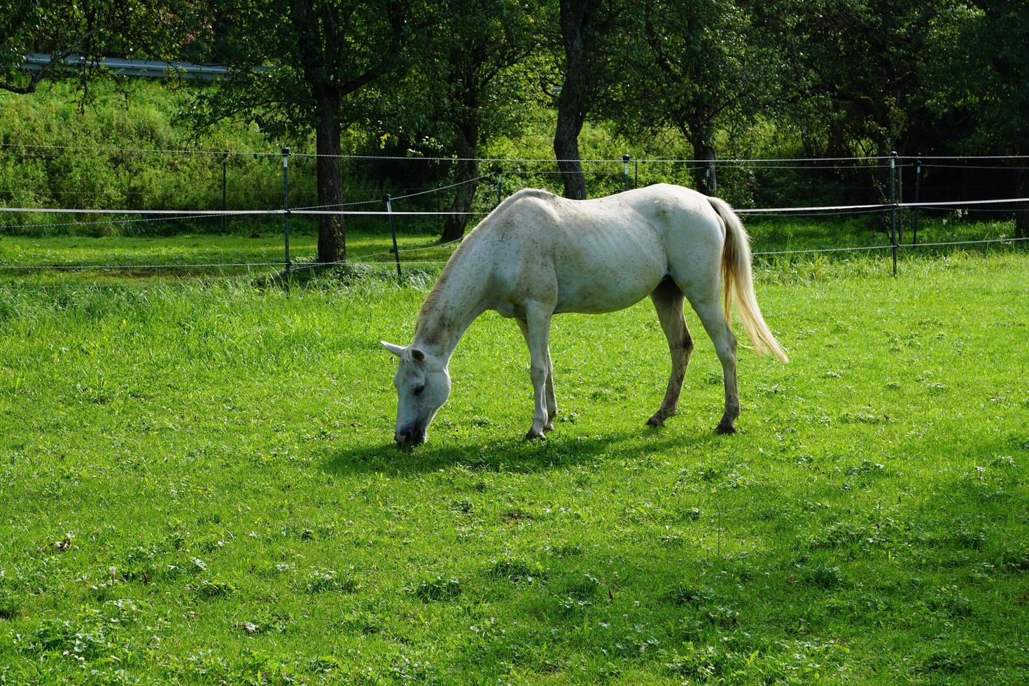 betande vit häst foto