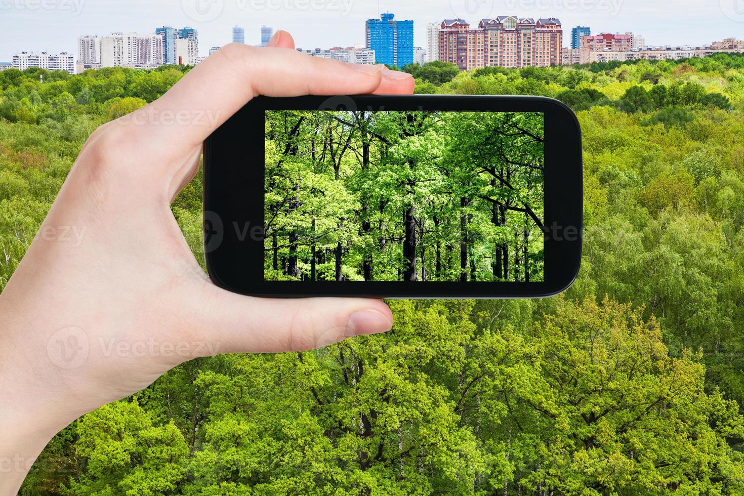 turist fotografier ek träd i grön skog foto