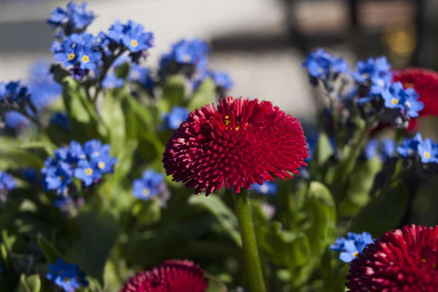 röda och lila blommor foto