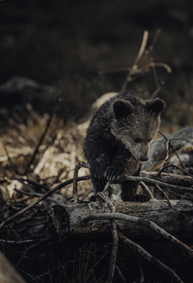 babybjörn i skogen foto