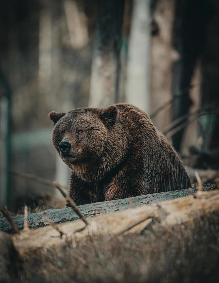 björn i en skog foto