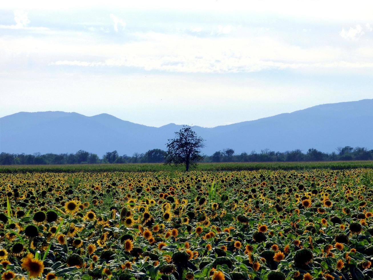 solrosfält och berg foto