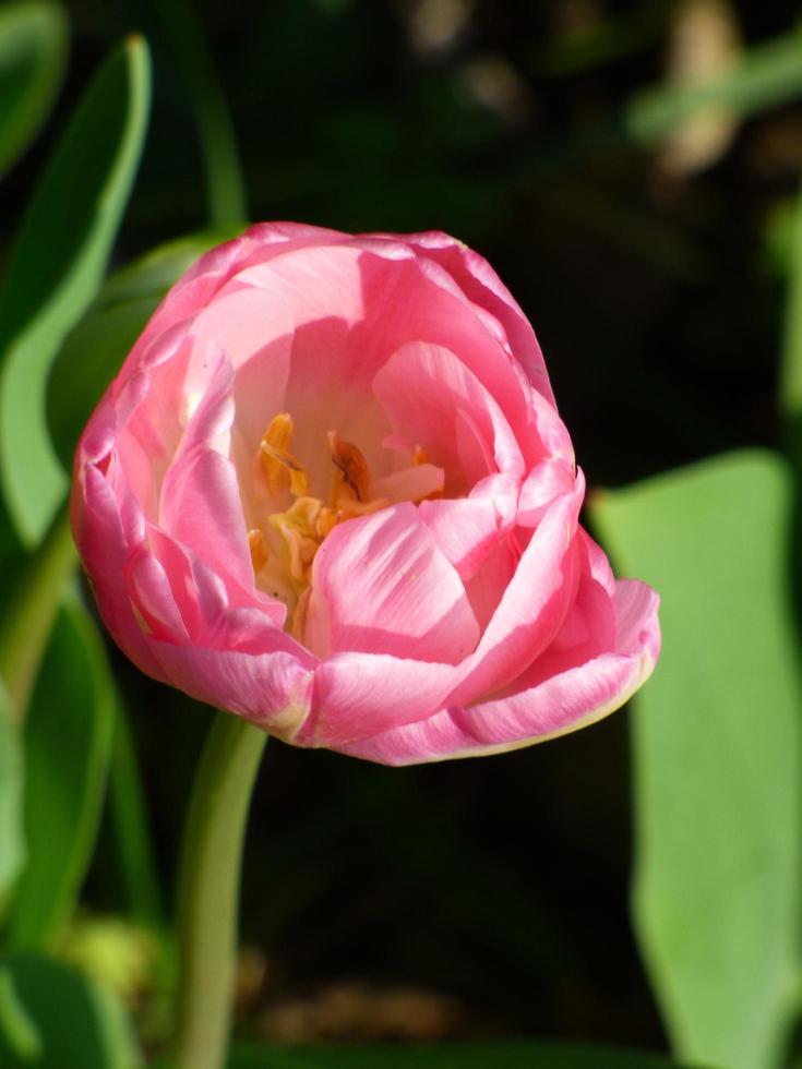 närbild av en rosa tulpan foto