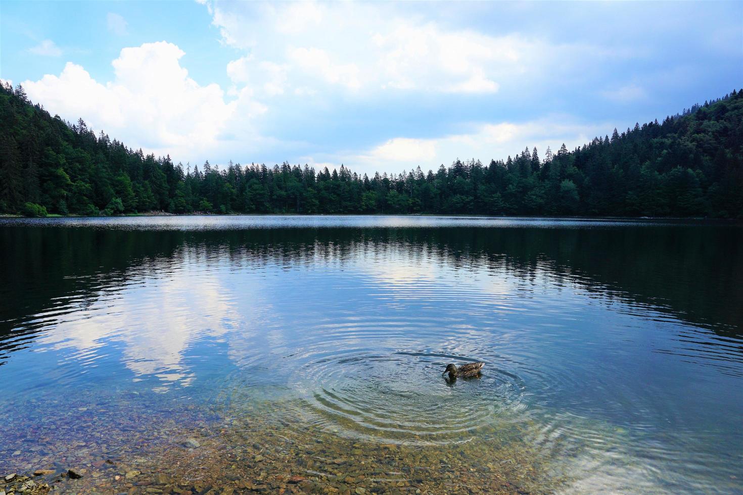 sjö i skogen foto