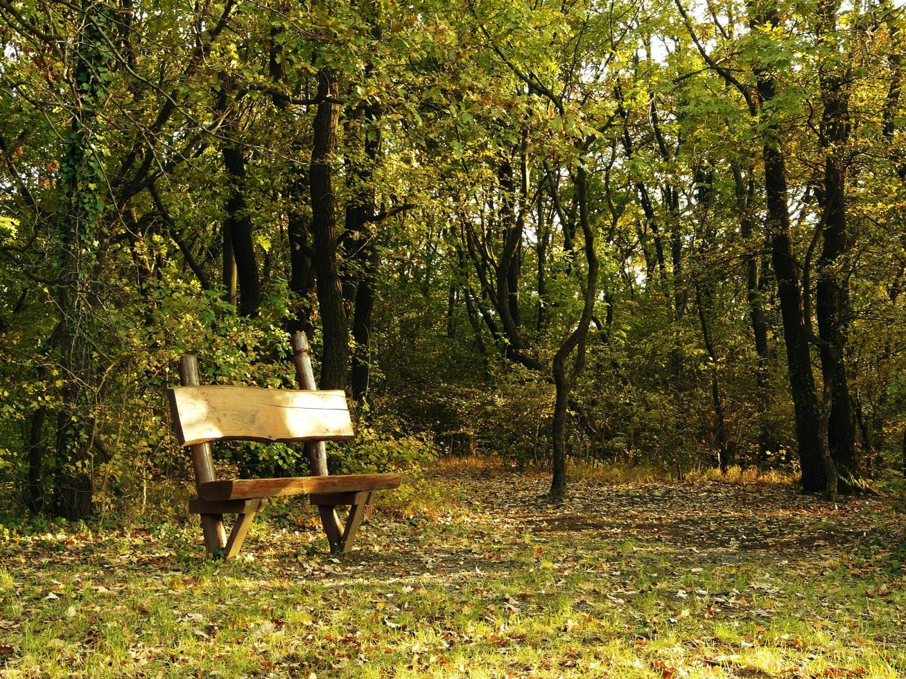 bänk i parken foto