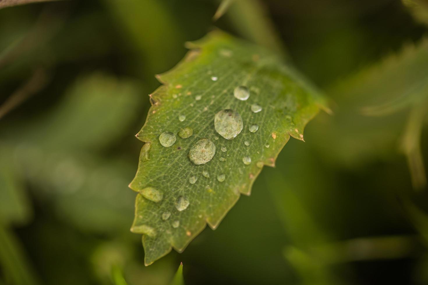 regndroppar på ett grönt blad foto