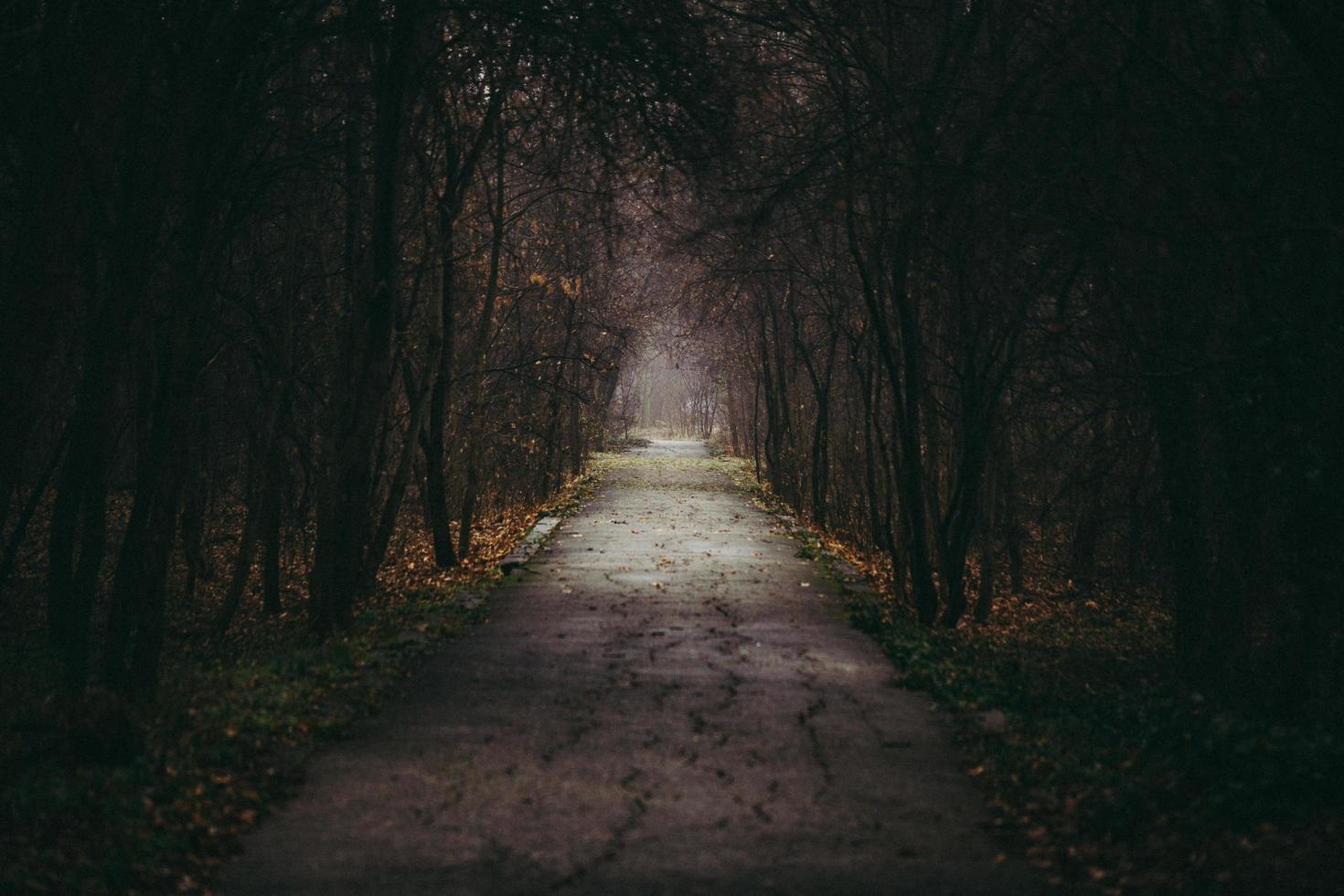 väg i en mörk skog foto