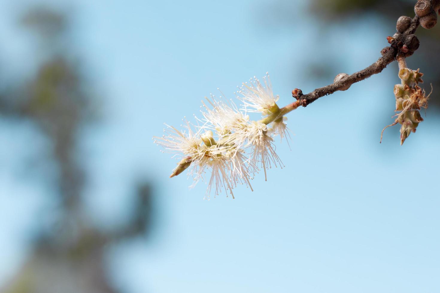 vit blomma av melaleuca cajuputi Powell, cajuput träd, papper bark träd eller träsk te träd med solljus på blå himmel bakgrund. foto