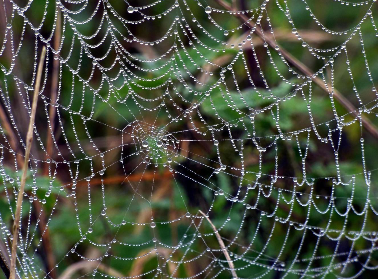 närbild av regndroppar på en spindelnät foto