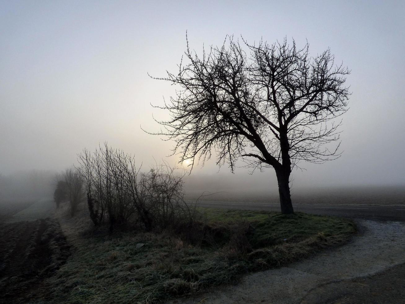 soluppgång i ett dimmigt vinterlandskap foto