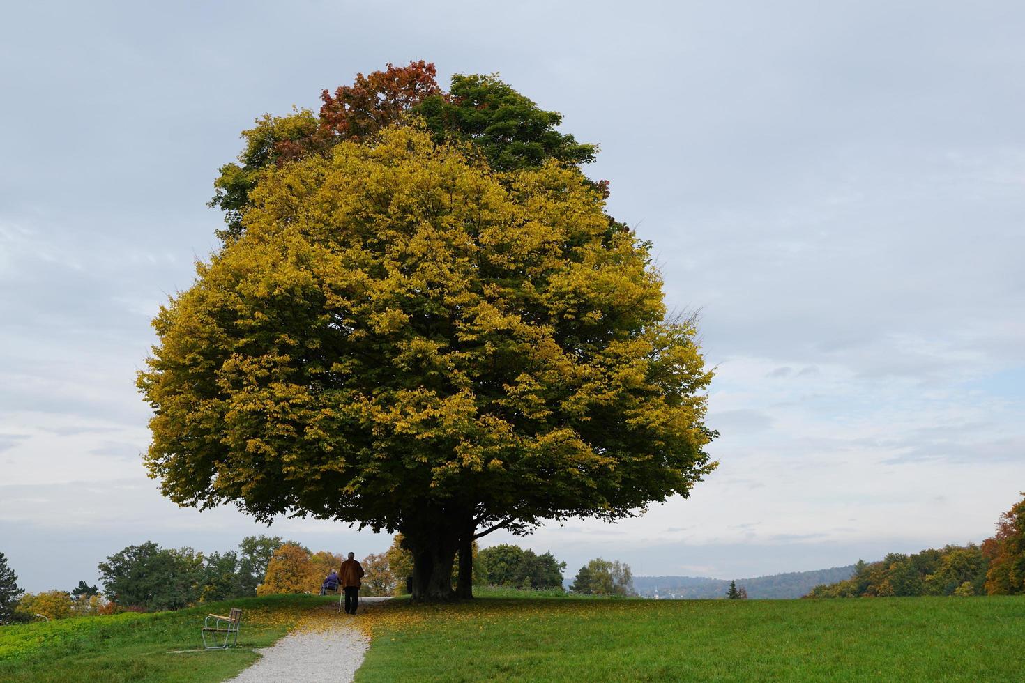 stort träd i en park foto