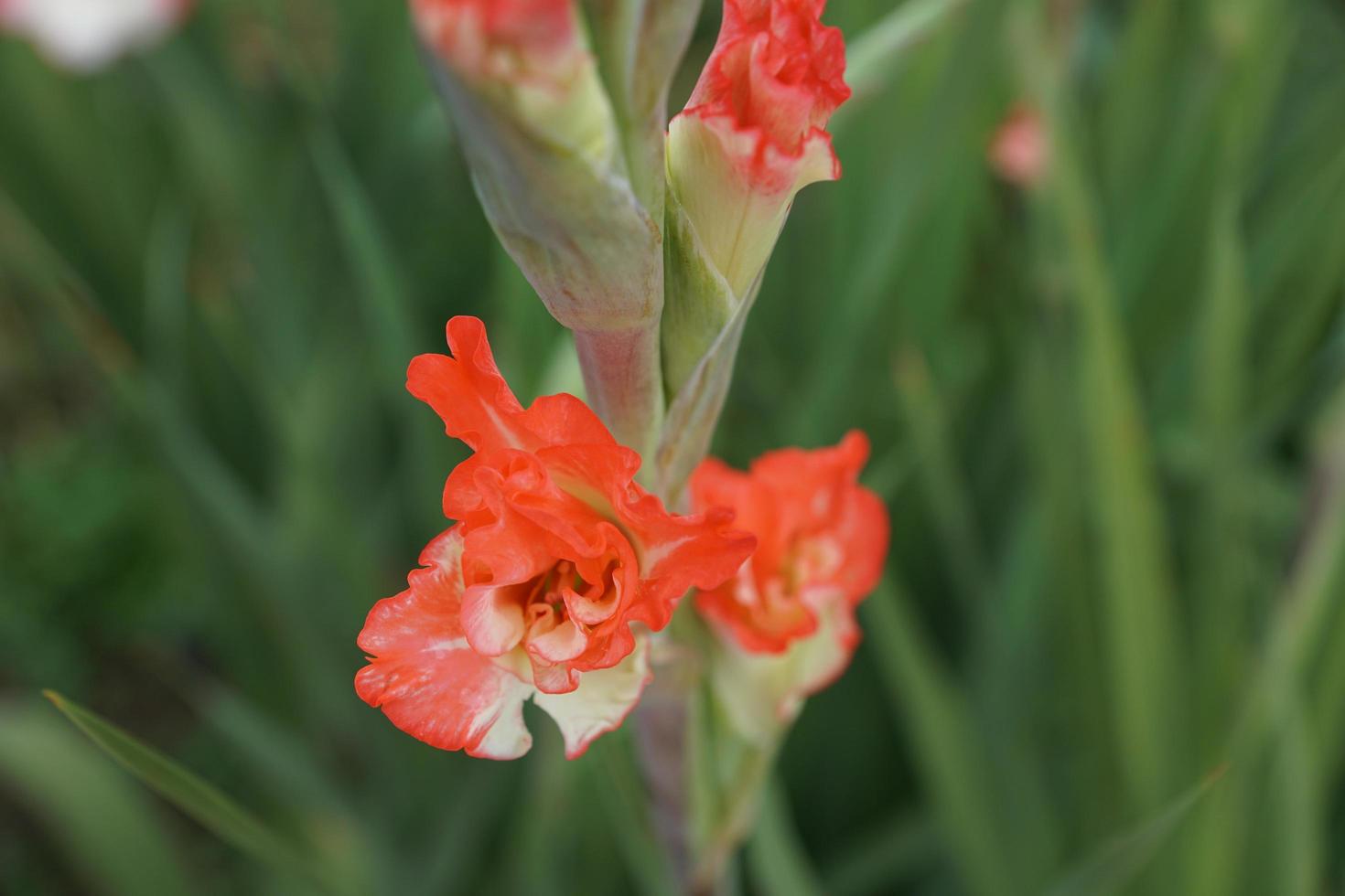 röd gladiolus i parken foto