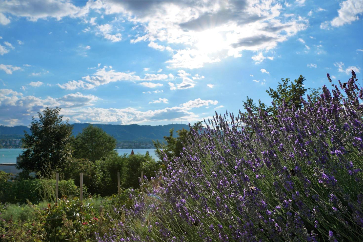 lavendel i solljuset foto