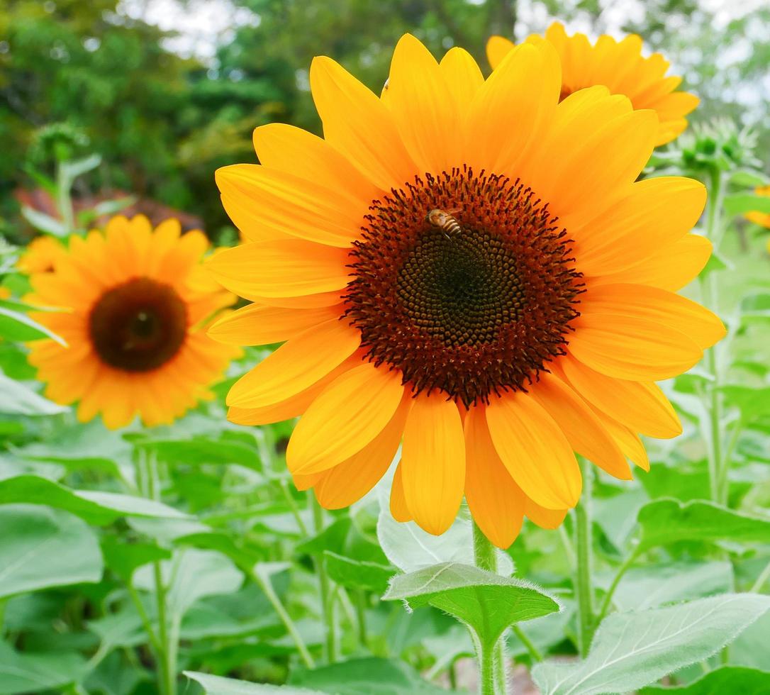 solrosor blommar i en trädgård foto