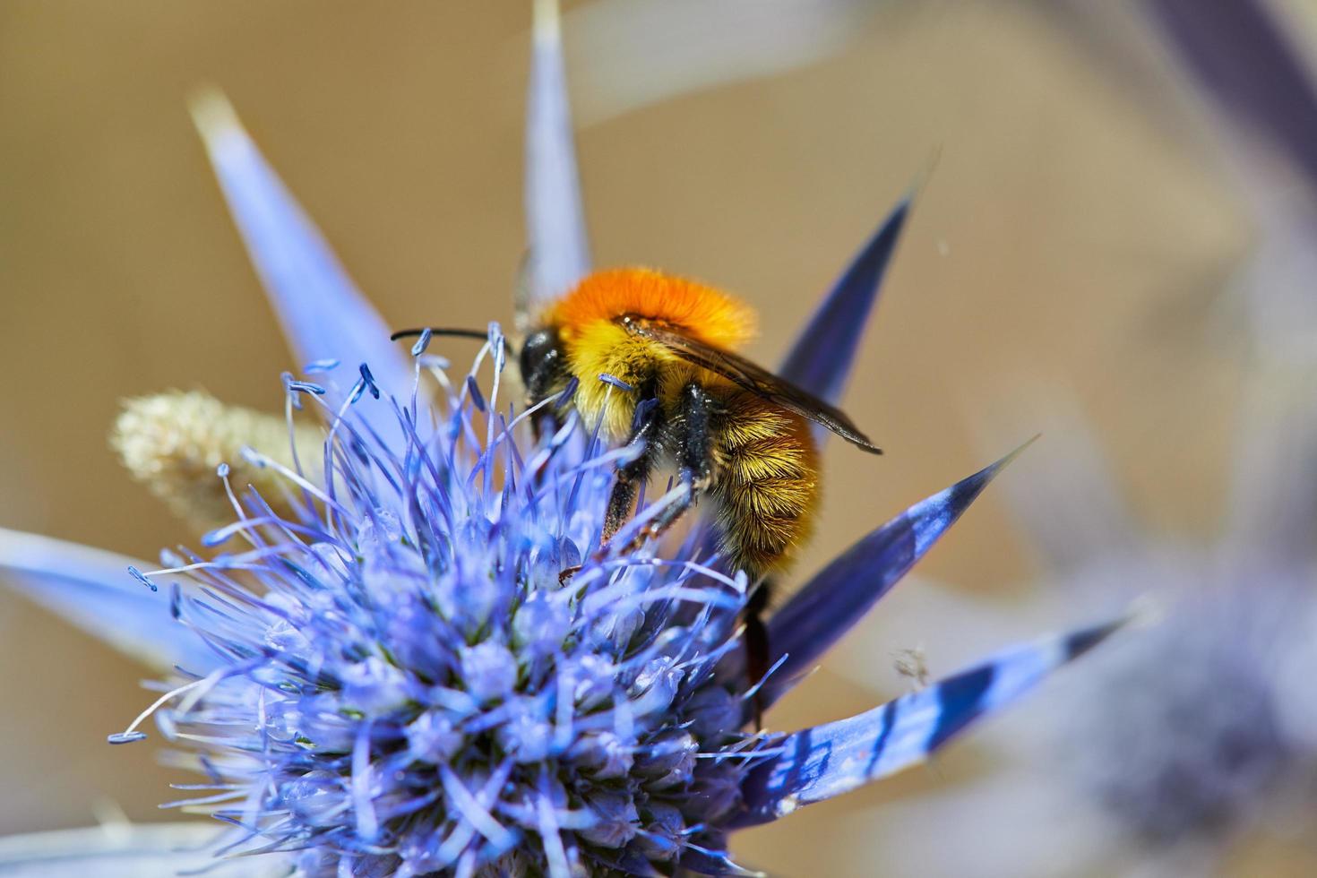 bi som pollinerar en blomma foto