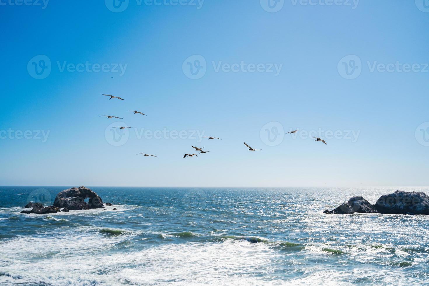 flock av brun pelikaner över hav foto