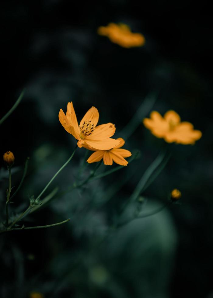 orange blommor på natten foto