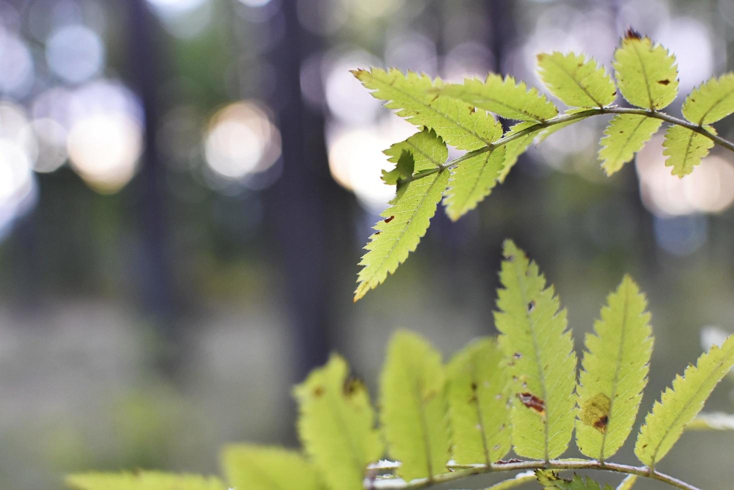 gröna växter med bokeh bakgrund foto