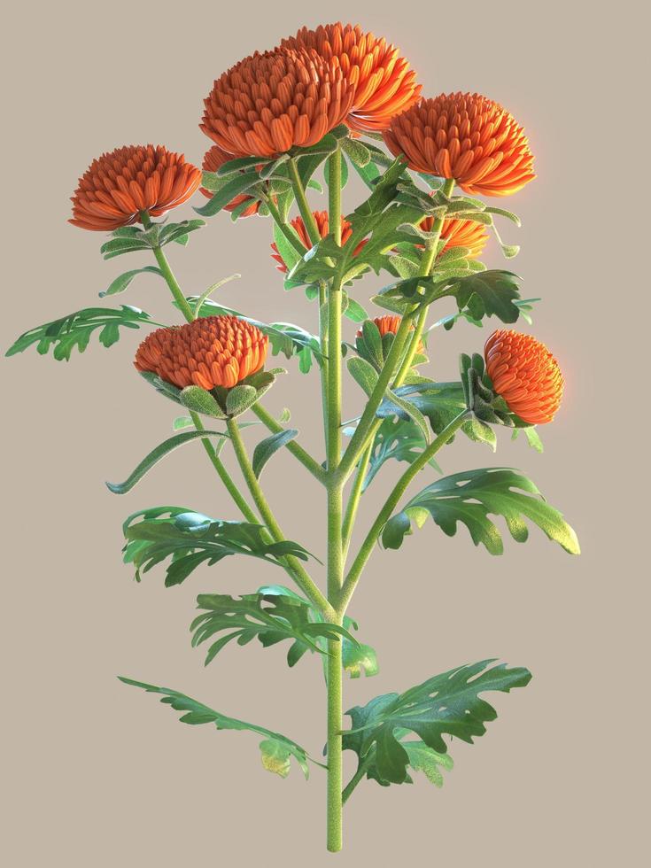 3d illustration av en dendranthema blomma med orange blommar foto