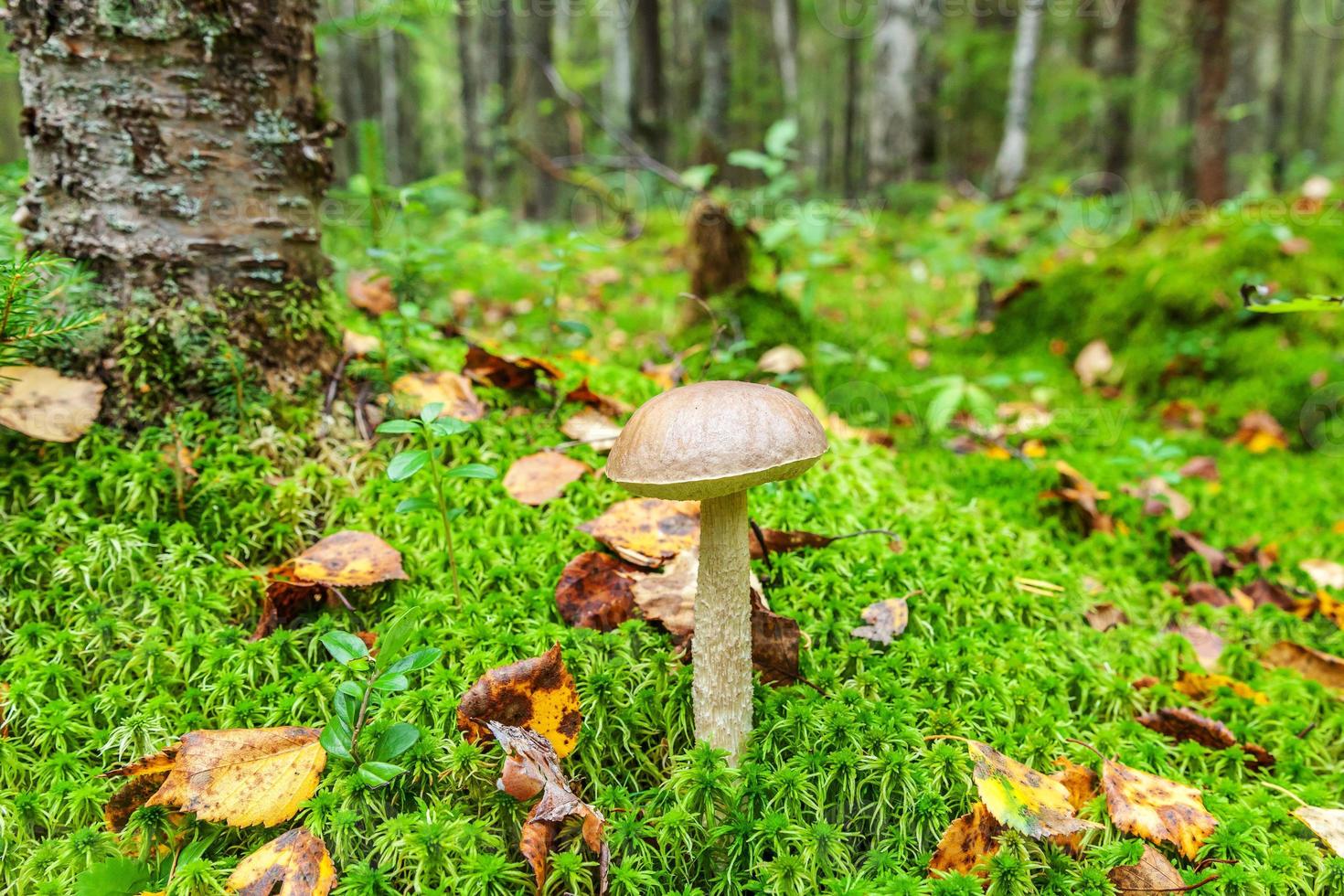 ätlig små svamp med brun keps penny bulle leccinum i mossa höst skog bakgrund. svamp i de naturlig miljö. stor svamp makro stänga upp. inspirera naturlig sommar eller falla landskap foto