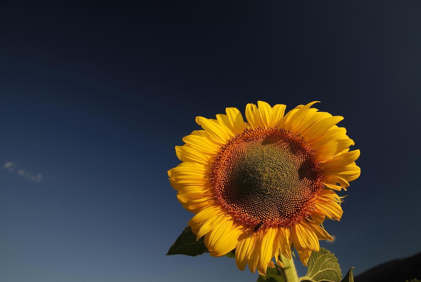 solros fältvy foto