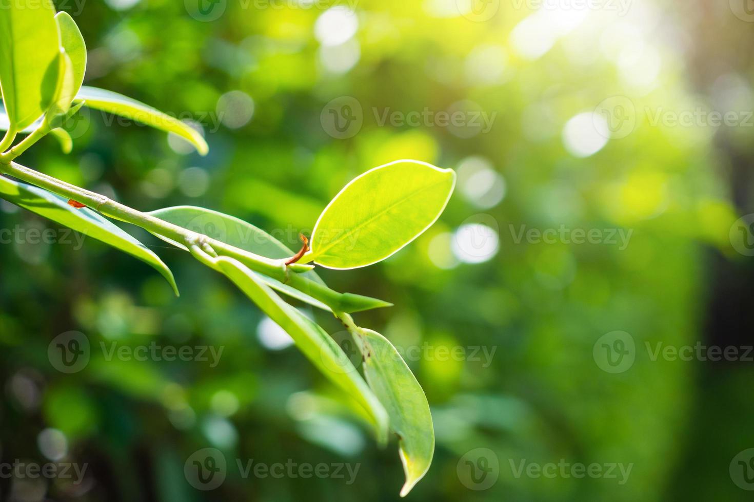 växt grön blad i trädgård med bokeh bakgrund foto