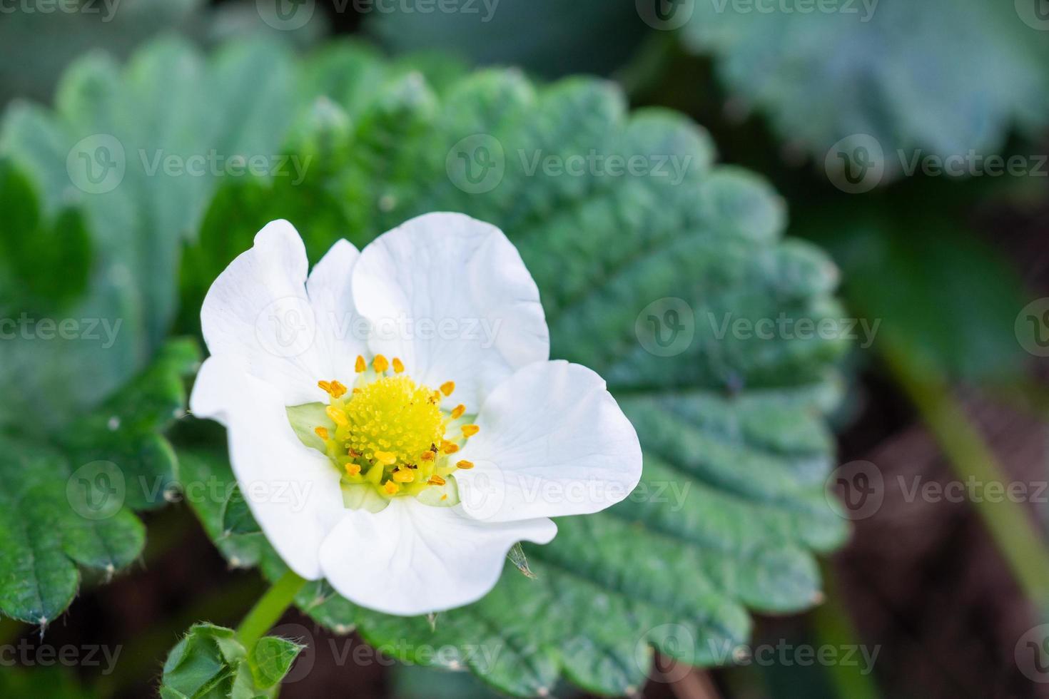 jordgubb blomma i organisk bruka trädgård foto