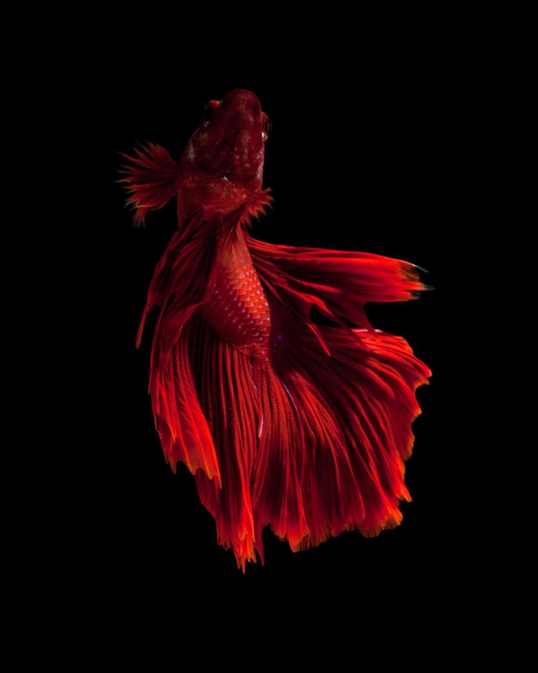 fånga de rör på sig ögonblick av röd siamese stridande fisk isolerat på svart bakgrund. dumbo betta fisk foto