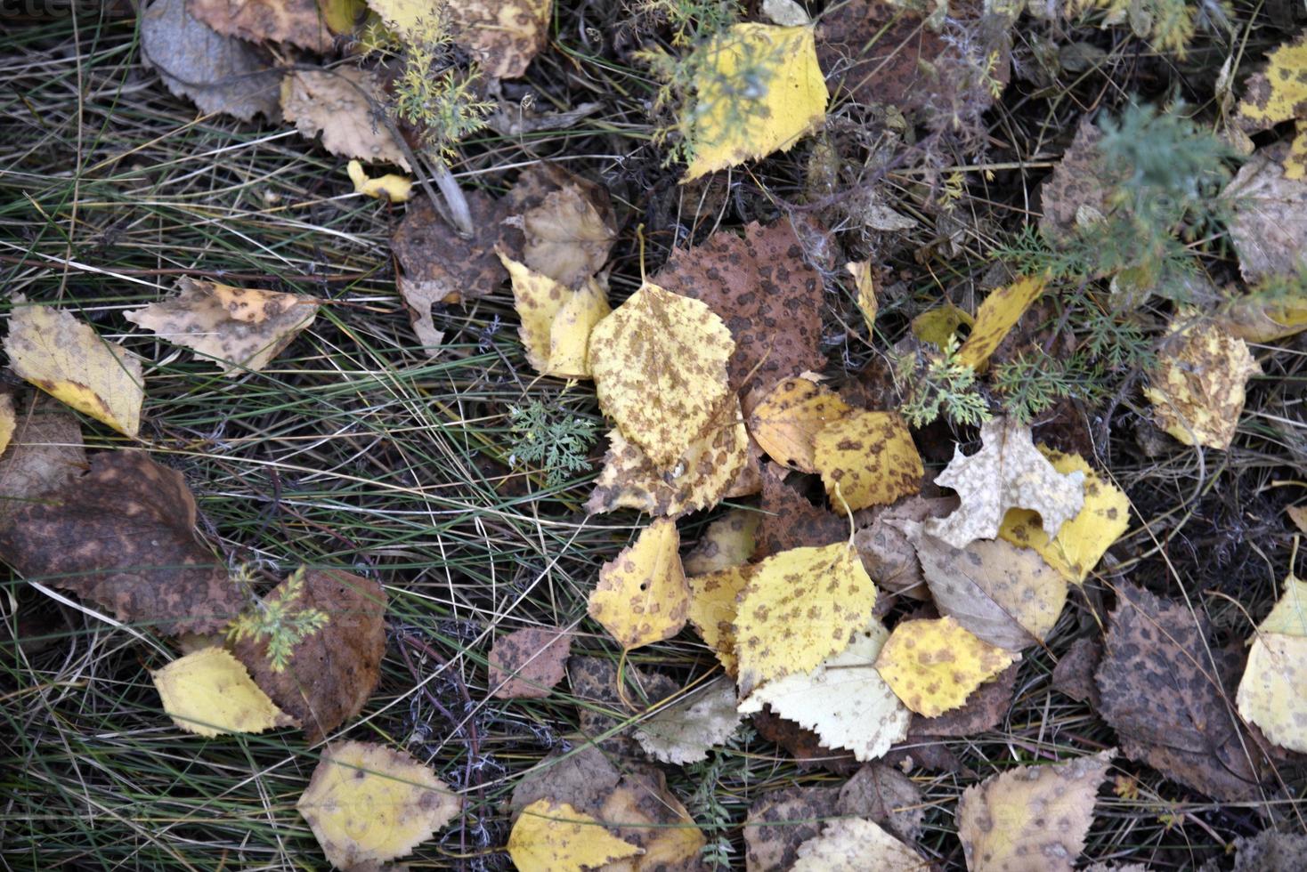 höst lövverk på de jord i de skog. skön gul och röd löv. foto