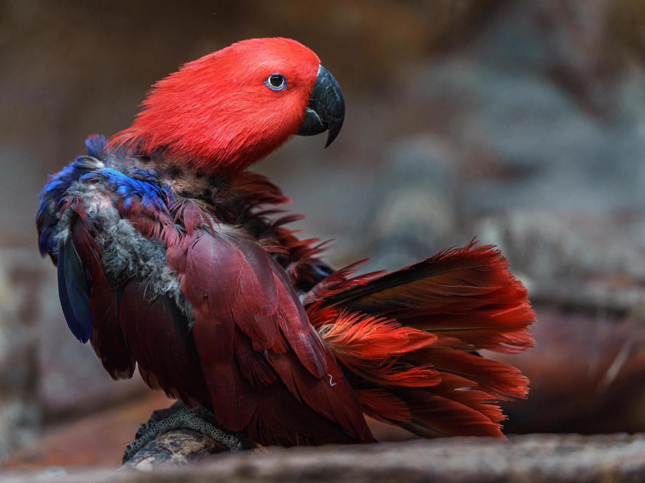 eklektus papegoja i Zoo foto