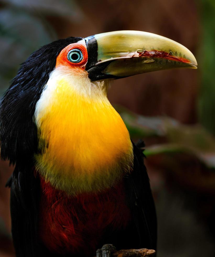 grön faktureras toucan foto