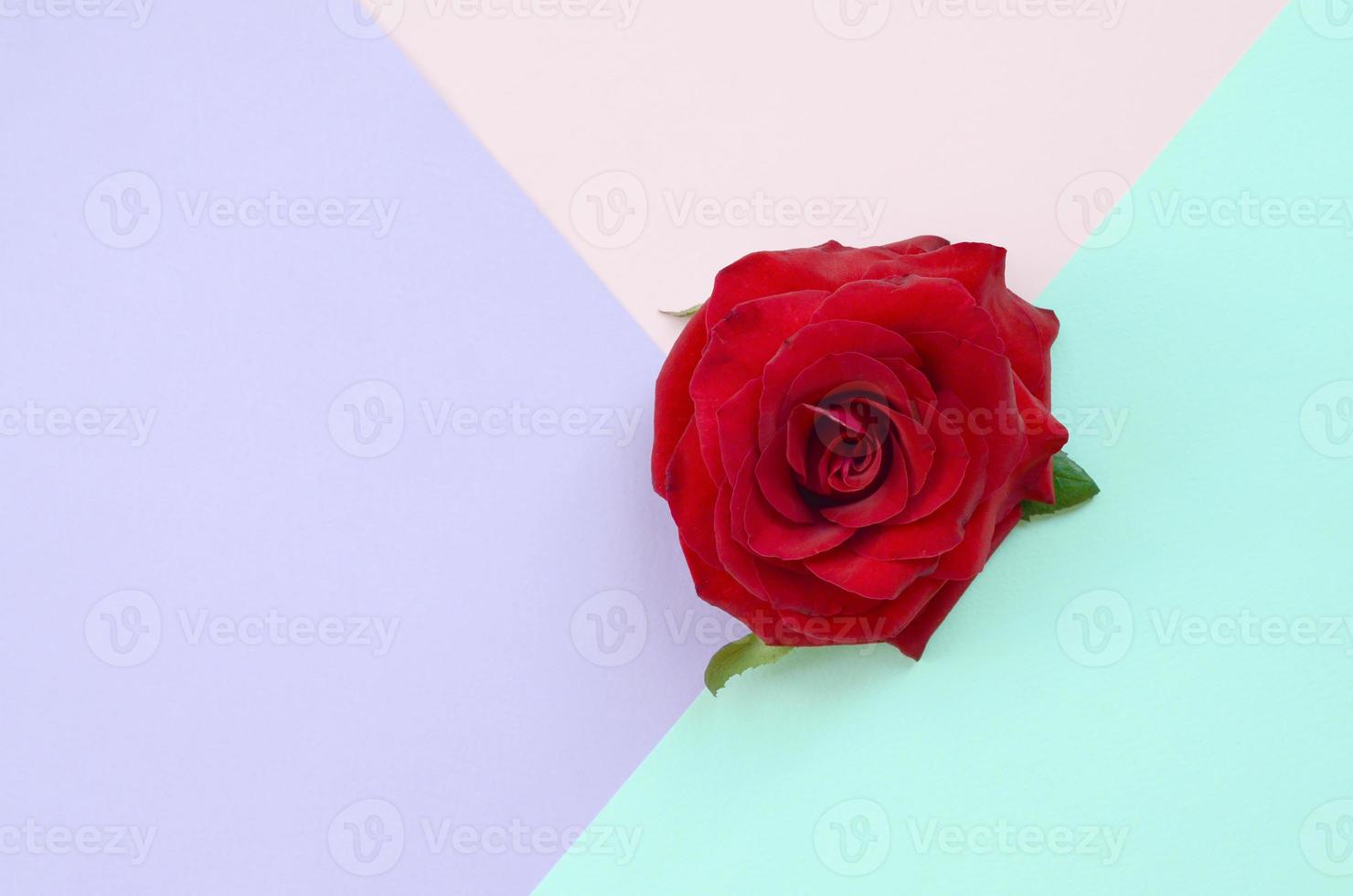 mörk röd reste sig blomma på pastell blå rosa och lila bakgrund topp se foto