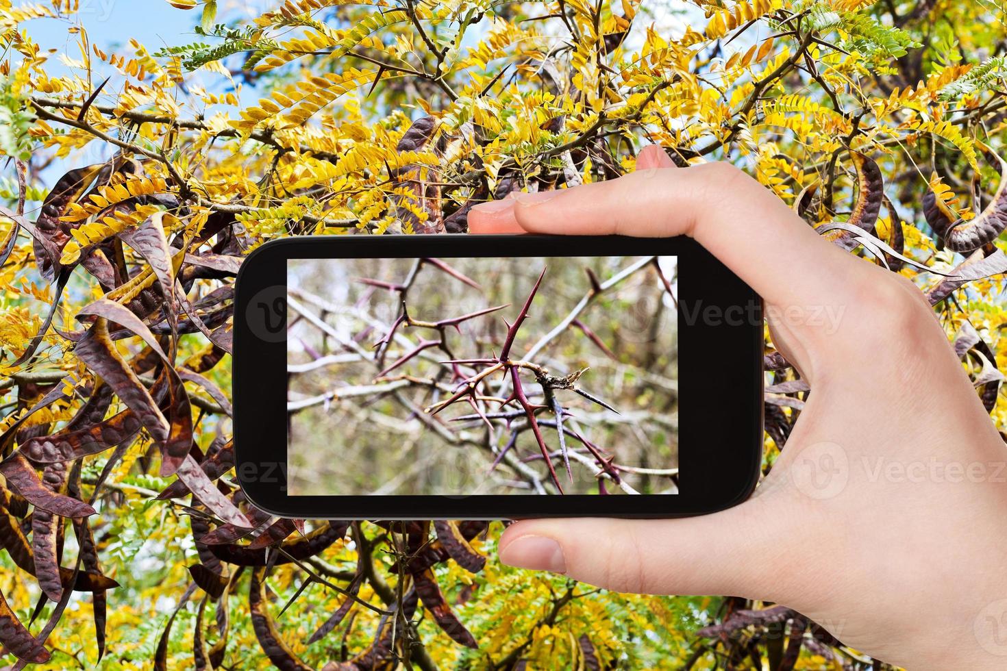 turist fotografier spikar på kvistar av akacia träd foto
