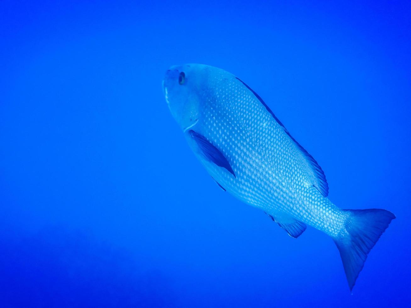 underbar stor allmänning dentex fisk med se till de djup blå vatten medan dykning foto