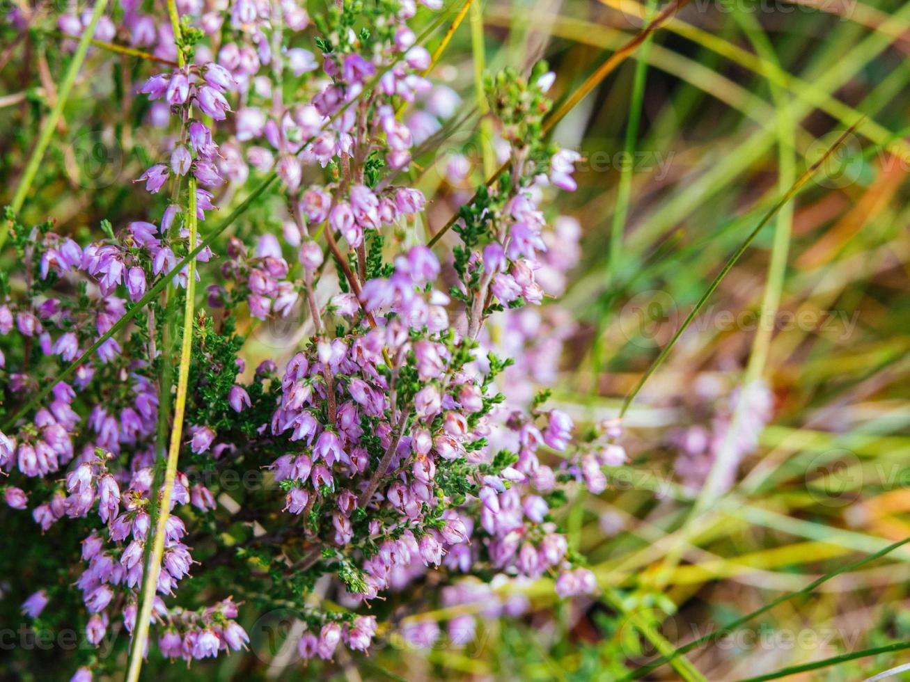 stänga upp Foto av en knippa av en calluna blommor